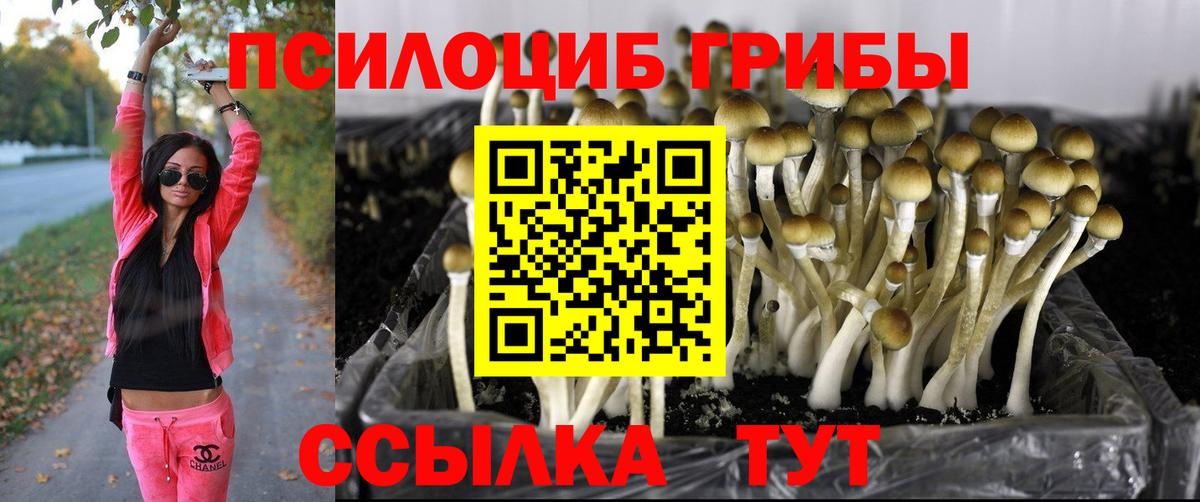 Псилоцибиновые грибы Cubensis  Вход с VPN  Березники 